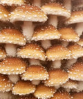 NORTH SPORE Chestnut Mushroom Liquid Culture Syringe NORTH SPORE