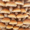 NORTH SPORE Chestnut Mushroom Liquid Culture Syringe NORTH SPORE