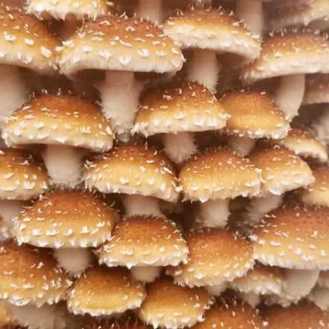NORTH SPORE Chestnut Mushroom Liquid Culture Syringe NORTH SPORE