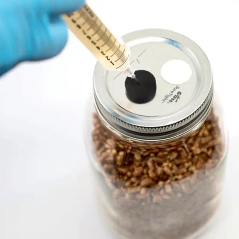 NORTH SPORE Chestnut Mushroom Liquid Culture Syringe NORTH SPORE