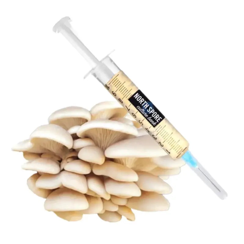 NORTH SPORE Elm Oyster Mushroom Liquid Culture Syringe NORTH SPORE