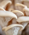 NORTH SPORE Elm Oyster Mushroom Liquid Culture Syringe NORTH SPORE