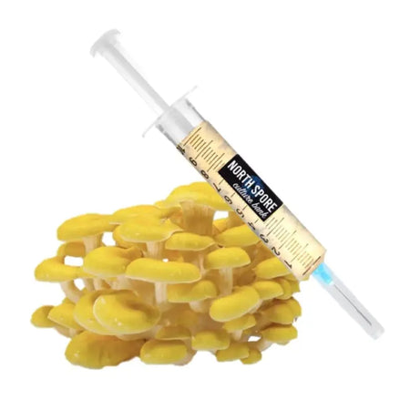 NORTH SPORE Golden Oyster Mushroom Liquid Culture Syringe NORTH SPORE