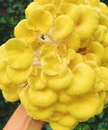 NORTH SPORE Golden Oyster Mushroom Liquid Culture Syringe NORTH SPORE