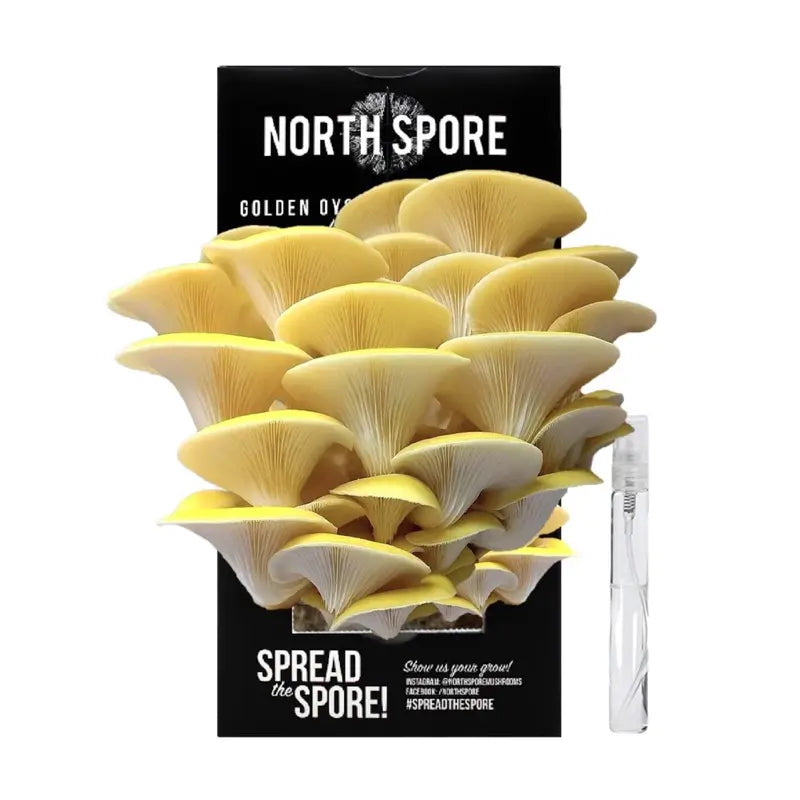 NORTH SPORE Golden Oyster ‘Spray & Grow’ Mushroom Growing Kit NORTH SPORE