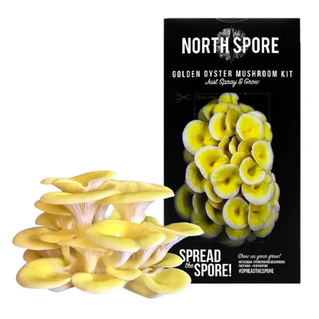 NORTH SPORE Golden Oyster ‘Spray & Grow’ Mushroom Growing Kit NORTH SPORE