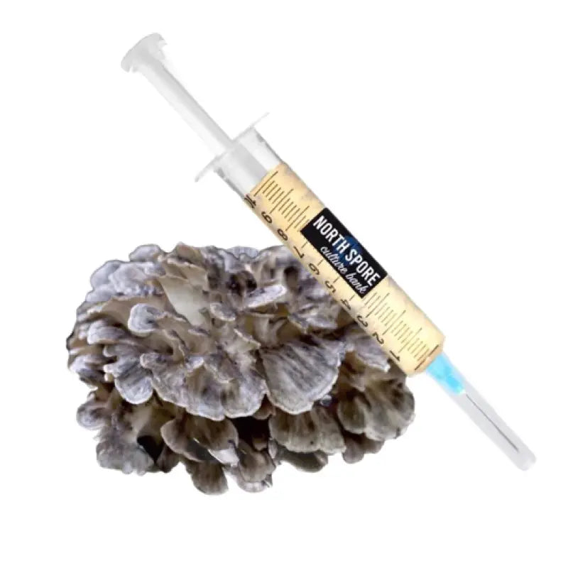 NORTH SPORE Hen of the Woods (Maitake) Liquid Culture Syringe NORTH SPORE