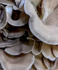 NORTH SPORE Hen of the Woods (Maitake) Liquid Culture Syringe NORTH SPORE
