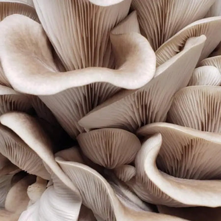 NORTH SPORE Italian Oyster Mushroom Grow Kit Fruiting Block NORTH SPORE