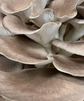 NORTH SPORE Italian Oyster Mushroom Liquid Culture Syringe NORTH SPORE