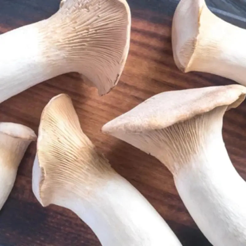 NORTH SPORE King Trumpet Mushroom Grow Kit Fruiting GARDEN SUPPLY GUYS