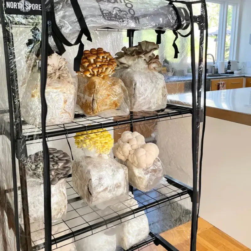 NORTH SPORE King Trumpet Mushroom Grow Kit Fruiting GARDEN SUPPLY GUYS