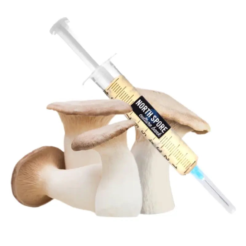 NORTH SPORE King Trumpet Mushroom Liquid Culture Syringe NORTH SPORE