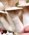 NORTH SPORE King Trumpet Mushroom Liquid Culture Syringe NORTH SPORE