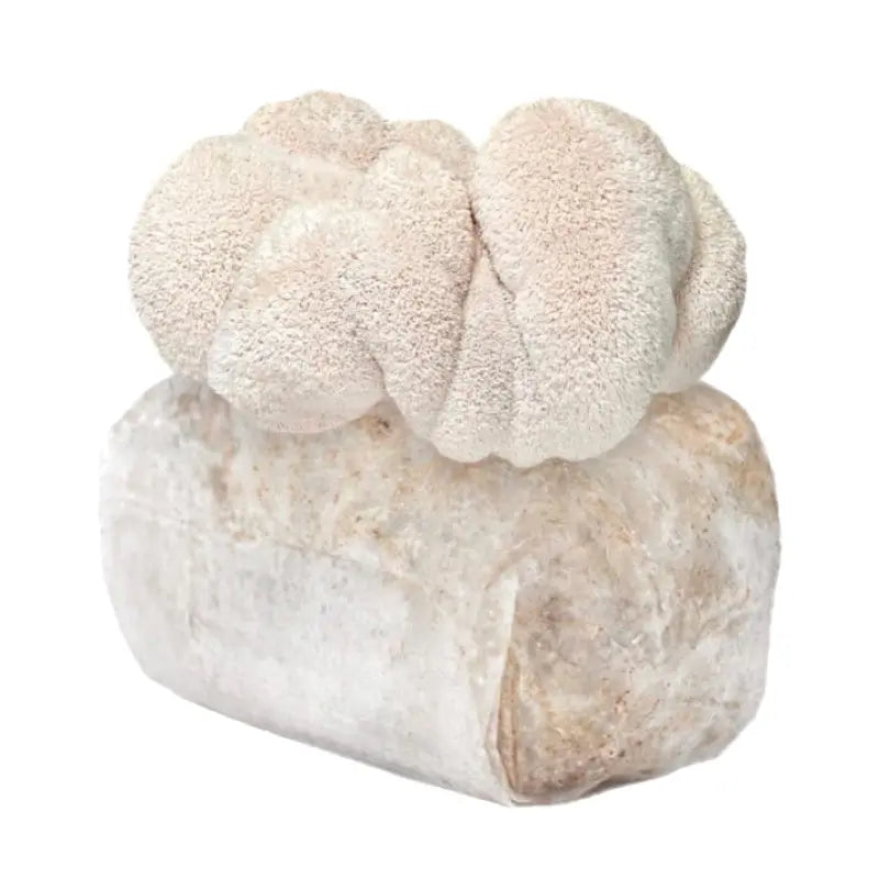 NORTH SPORE Lion's Mane Mushroom Grow Kit Fruiting Block NORTH SPORE