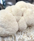 NORTH SPORE Lion's Mane Mushroom Liquid Culture Syringe NORTH SPORE