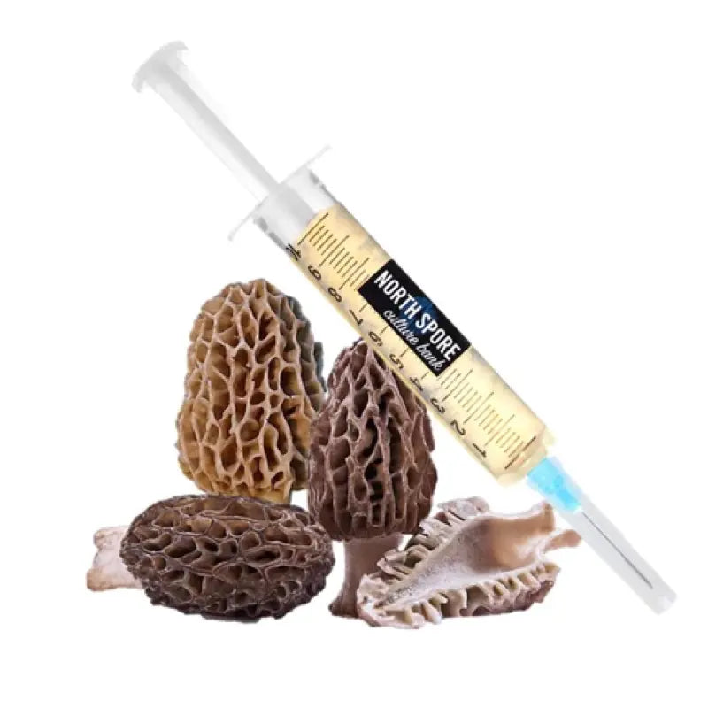 NORTH SPORE Morel Mushroom Liquid Culture Syringe NORTH SPORE