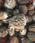 NORTH SPORE Morel Mushroom Liquid Culture Syringe NORTH SPORE