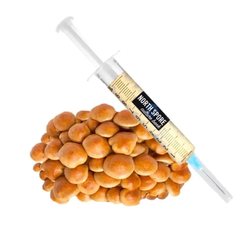 NORTH SPORE Nameko Mushroom Liquid Culture Syringe NORTH SPORE