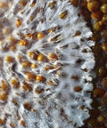 NORTH SPORE Organic Sterilized Grain Bag with Injection Port NORTH SPORE