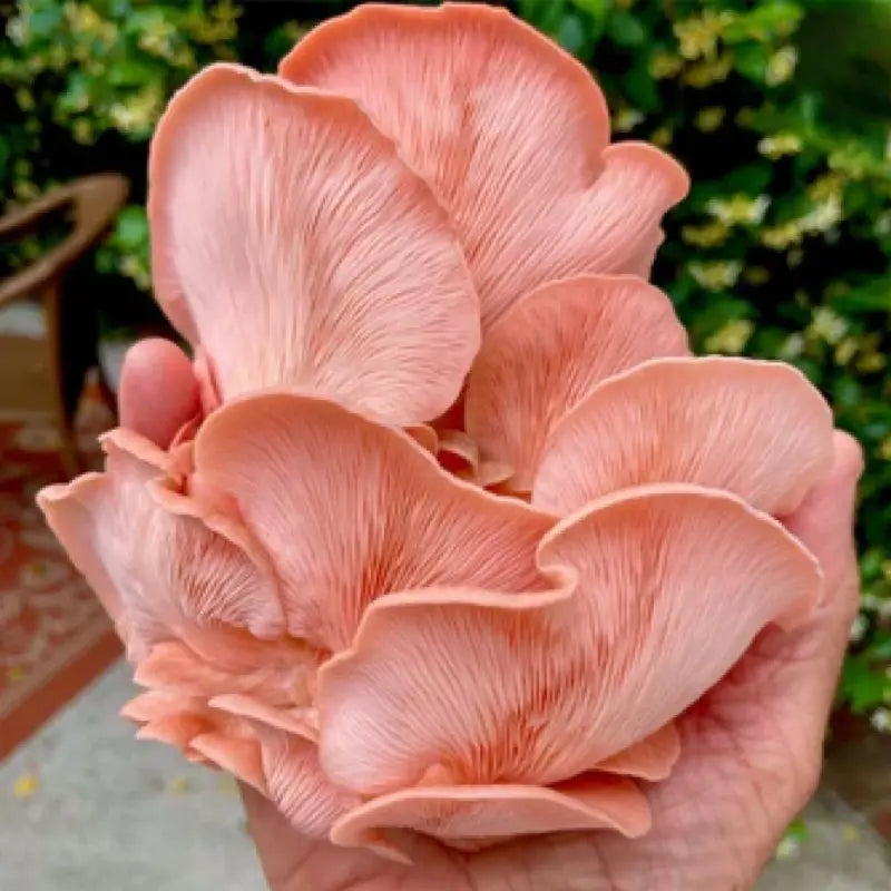 NORTH SPORE Pink Oyster Mushroom Grow Kit Fruiting Block NORTH SPORE