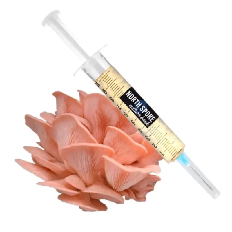 NORTH SPORE Pink Oyster Mushroom Liquid Culture Syringe NORTH SPORE