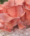 NORTH SPORE Pink Oyster Mushroom Liquid Culture Syringe NORTH SPORE
