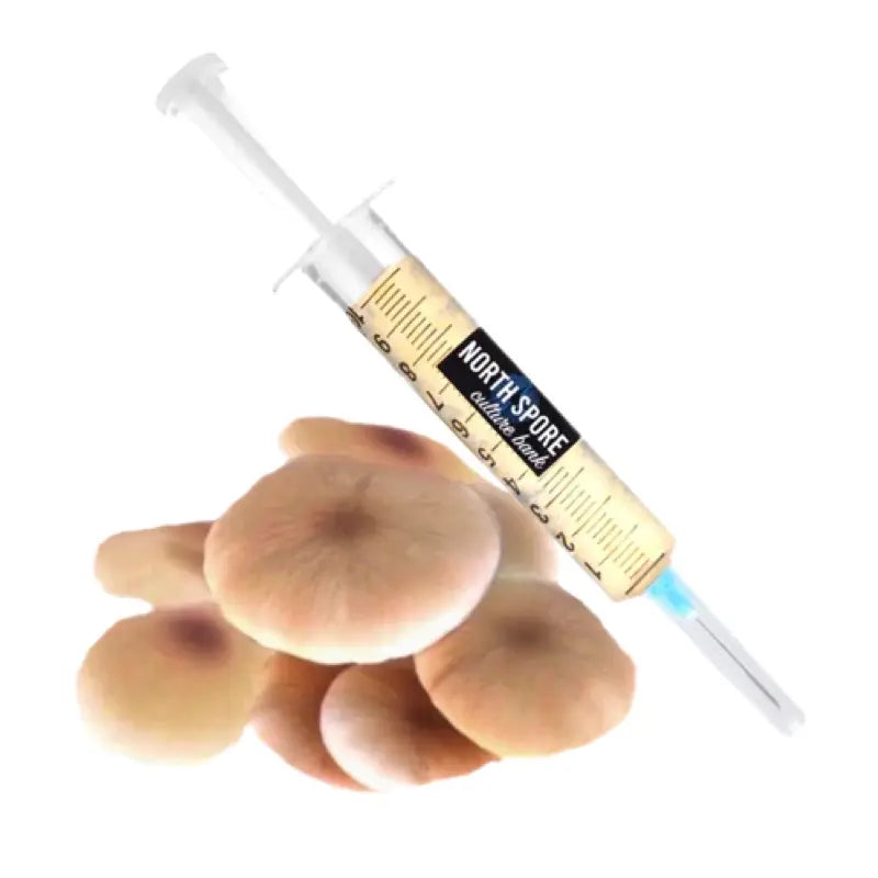 NORTH SPORE Pioppino Mushroom Liquid Culture Syringe NORTH SPORE