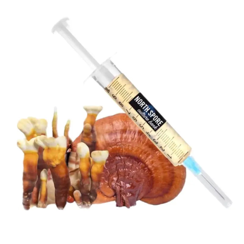 NORTH SPORE Reishi Mushroom Liquid Culture Syringe NORTH SPORE