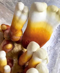 NORTH SPORE Reishi Mushroom Liquid Culture Syringe NORTH SPORE