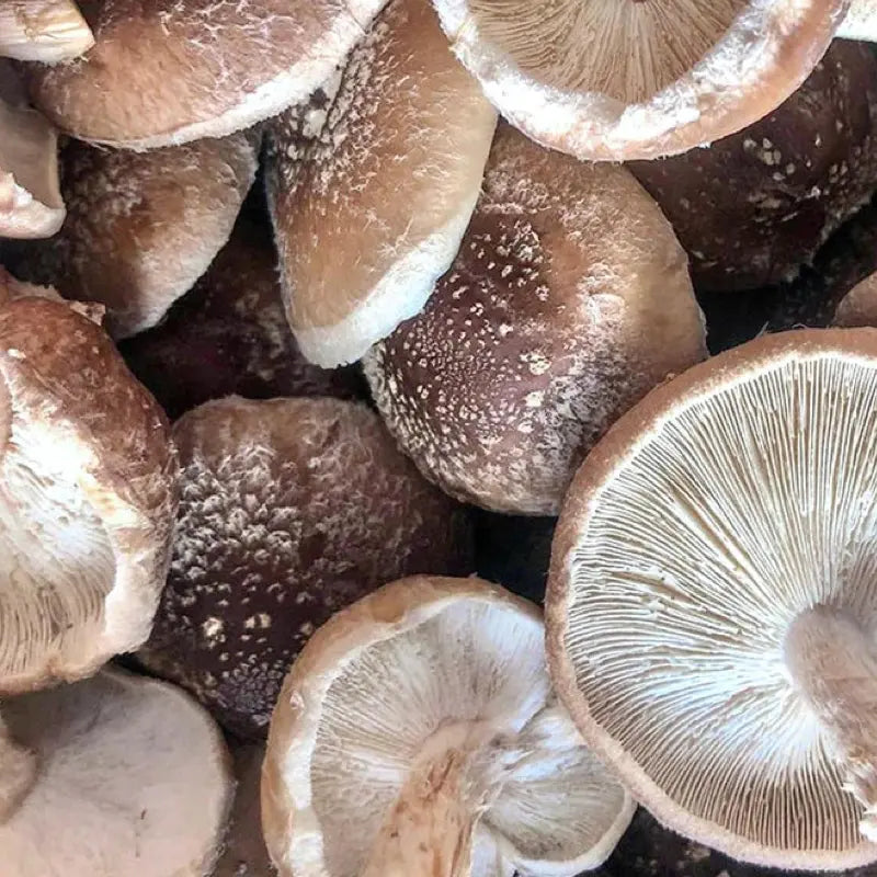 NORTH SPORE Shiitake Mushroom Grow Kit Fruiting Block NORTH SPORE