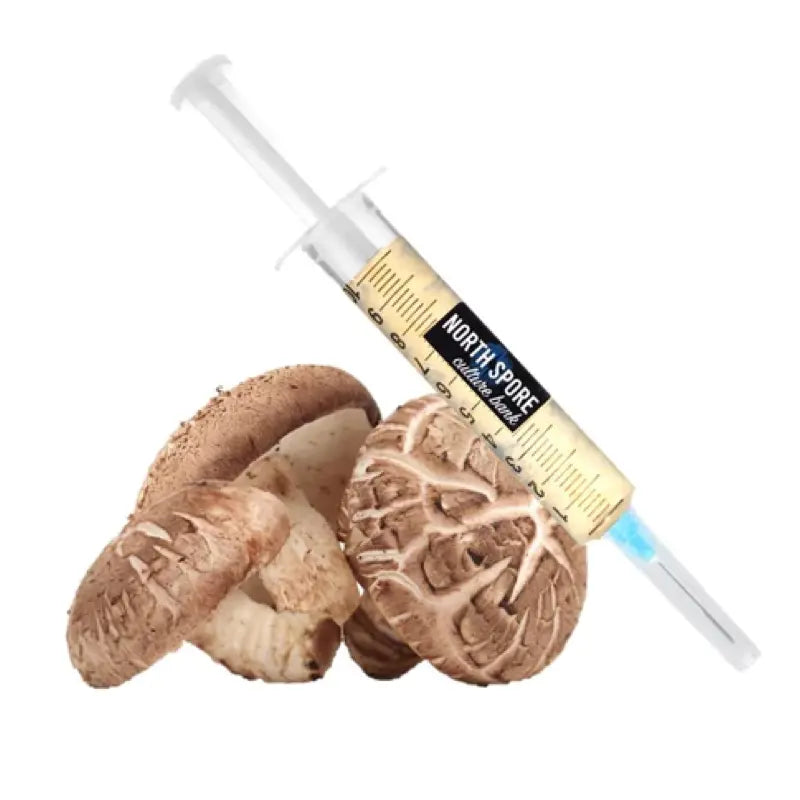 NORTH SPORE Shiitake Mushroom Liquid Culture Syringe NORTH SPORE