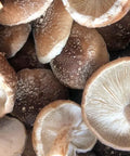 NORTH SPORE Shiitake Mushroom Liquid Culture Syringe NORTH SPORE