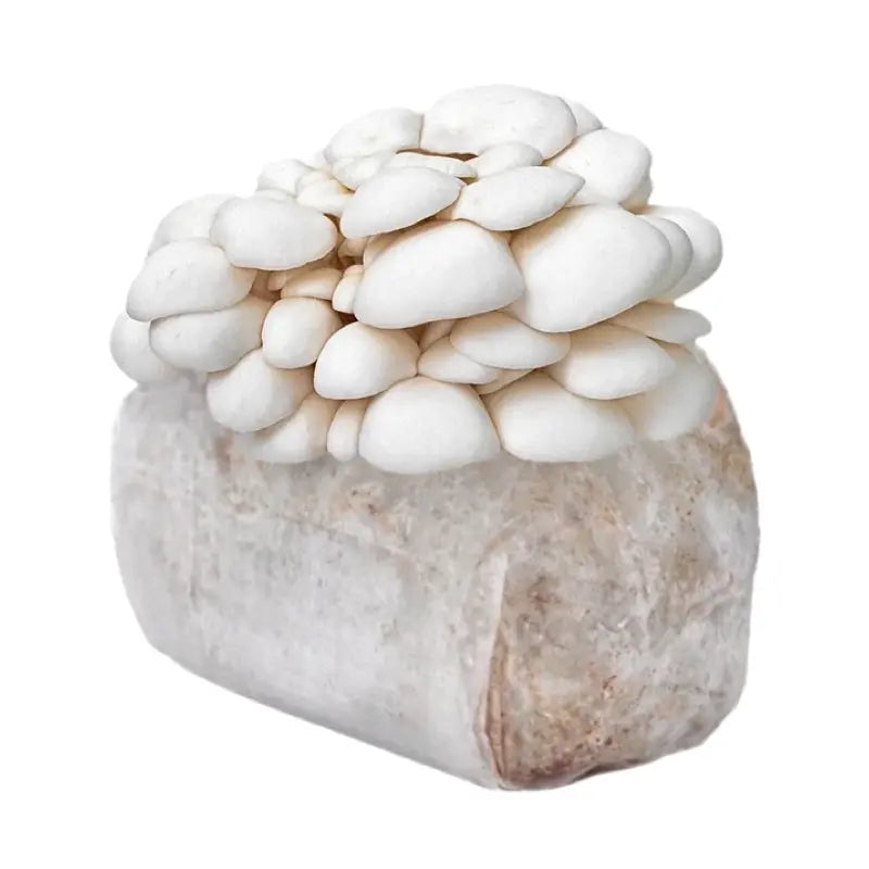 NORTH SPORE Snow Oyster Mushroom Grow Kit Fruiting Block NORTH SPORE