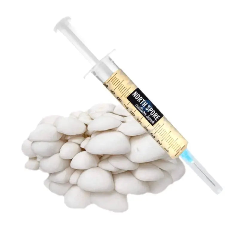 NORTH SPORE Snow Oyster Mushroom Liquid Culture Syringe NORTH SPORE