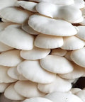 NORTH SPORE Snow Oyster Mushroom Liquid Culture Syringe NORTH SPORE