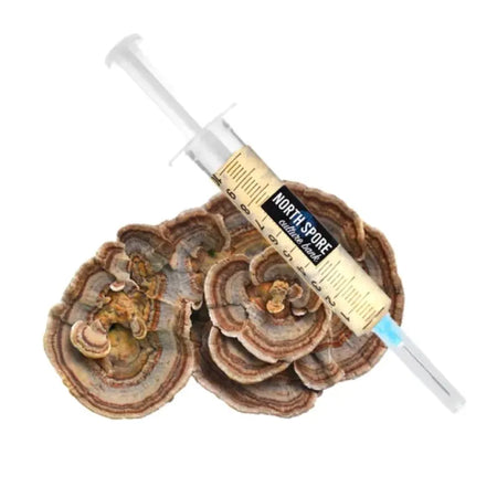 NORTH SPORE Turkey Tail Mushroom Liquid Culture Syringe NORTH SPORE