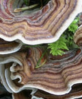 NORTH SPORE Turkey Tail Mushroom Liquid Culture Syringe NORTH SPORE