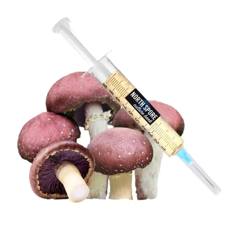 NORTH SPORE Wine Cap Mushroom Liquid Culture Syringe NORTH SPORE