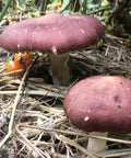 NORTH SPORE Wine Cap Mushroom Liquid Culture Syringe NORTH SPORE