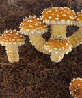 NORTH SPORE Wood Lovr Sterile Hardwood Mushroom Substrate | 8-Pack NORTH SPORE