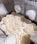 NORTH SPORE Wood Lovr Sterile Hardwood Mushroom Substrate | 8-Pack NORTH SPORE