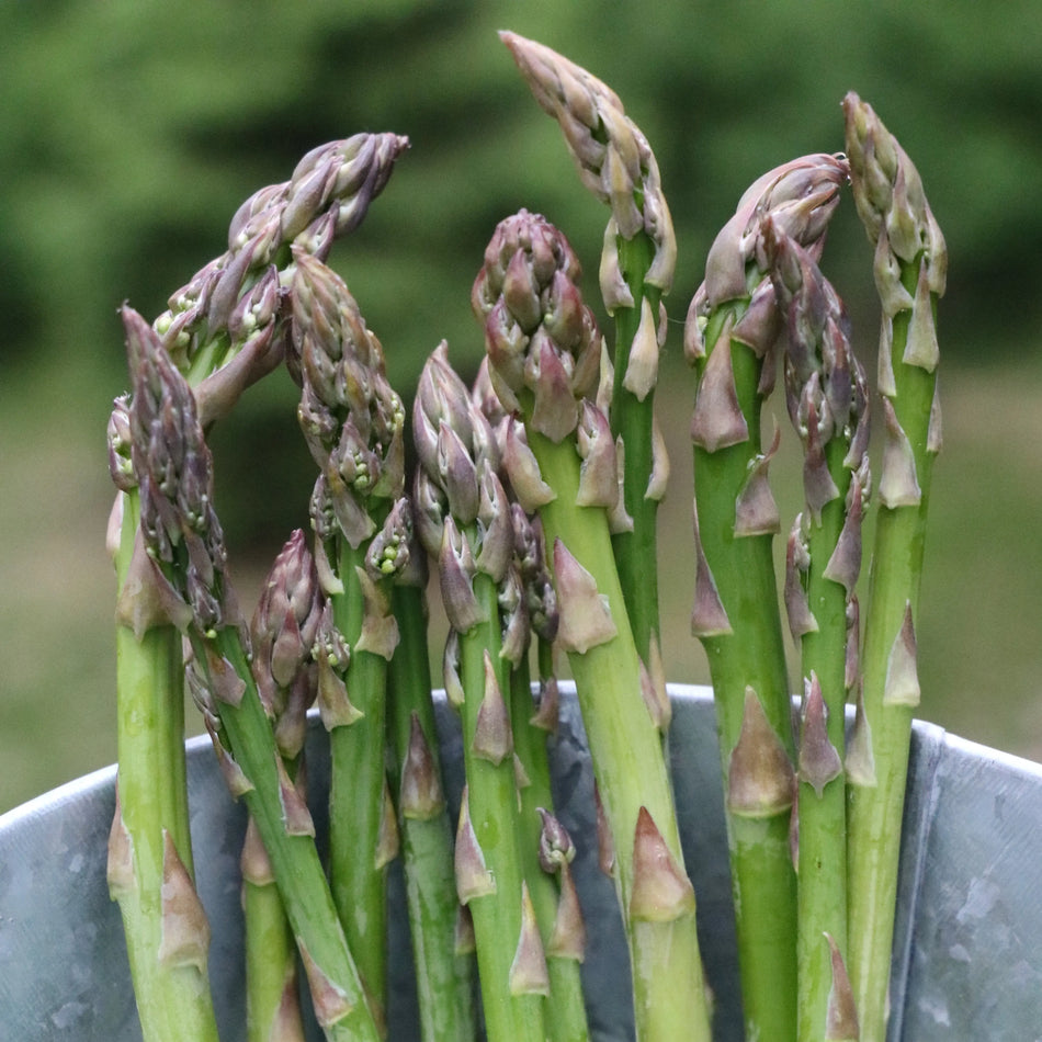 Seed Savers Exchange Asparagus, Culver Williams Seed Savers Exchange