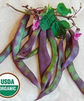 Seed Savers Exchange Bean, Auntie Wilder (Organic) Seed Savers Exchange