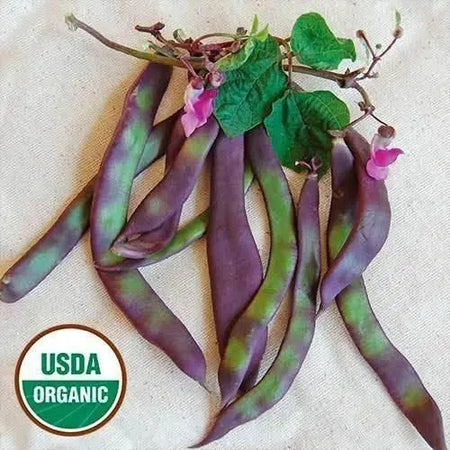 Seed Savers Exchange Bean, Auntie Wilder (Organic) Seed Savers Exchange