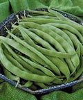 Seed Savers Exchange Bean, Bountiful Seed Savers Exchange