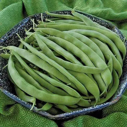 Seed Savers Exchange Bean, Bountiful Seed Savers Exchange