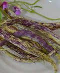 Seed Savers Exchange Bean, Dragon's Tongue Seed Savers Exchange