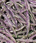 Seed Savers Exchange Bean, Dragon's Tongue Seed Savers Exchange
