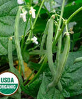Seed Savers Exchange Bean, Empress (Organic) Seed Savers Exchange